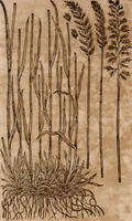 Picture 14 of 138 from Caspari Bavhini ... theatri botanici in qvo plantæ svpra sexcentæ ab ipso primum descriptæ cum plurimis figuris proponuntur (1671), leaf 17