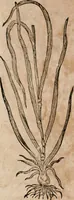 An illustration from Caspari Bavhini ... theatri botanici in qvo plantæ svpra sexcentæ ab ipso primum descriptæ cum plurimis figuris proponuntur (1671)