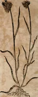 An illustration from Caspari Bavhini ... theatri botanici in qvo plantæ svpra sexcentæ ab ipso primum descriptæ cum plurimis figuris proponuntur (1671)