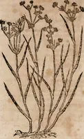 An illustration from Caspari Bavhini ... theatri botanici in qvo plantæ svpra sexcentæ ab ipso primum descriptæ cum plurimis figuris proponuntur (1671)