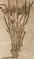 An illustration from Caspari Bavhini ... theatri botanici in qvo plantæ svpra sexcentæ ab ipso primum descriptæ cum plurimis figuris proponuntur (1671)