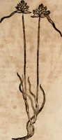 Picture 20 of 138 from Caspari Bavhini ... theatri botanici in qvo plantæ svpra sexcentæ ab ipso primum descriptæ cum plurimis figuris proponuntur (1671), leaf 22