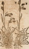 An illustration from Caspari Bavhini ... theatri botanici in qvo plantæ svpra sexcentæ ab ipso primum descriptæ cum plurimis figuris proponuntur (1671)