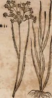 An illustration from Caspari Bavhini ... theatri botanici in qvo plantæ svpra sexcentæ ab ipso primum descriptæ cum plurimis figuris proponuntur (1671)
