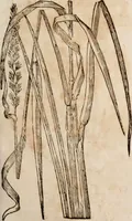 An illustration from Caspari Bavhini ... theatri botanici in qvo plantæ svpra sexcentæ ab ipso primum descriptæ cum plurimis figuris proponuntur (1671)