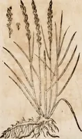 An illustration from Caspari Bavhini ... theatri botanici in qvo plantæ svpra sexcentæ ab ipso primum descriptæ cum plurimis figuris proponuntur (1671)