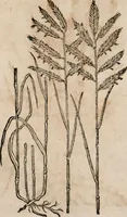 An illustration from Caspari Bavhini ... theatri botanici in qvo plantæ svpra sexcentæ ab ipso primum descriptæ cum plurimis figuris proponuntur (1671)
