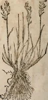 An illustration from Caspari Bavhini ... theatri botanici in qvo plantæ svpra sexcentæ ab ipso primum descriptæ cum plurimis figuris proponuntur (1671)