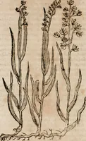 An illustration from Caspari Bavhini ... theatri botanici in qvo plantæ svpra sexcentæ ab ipso primum descriptæ cum plurimis figuris proponuntur (1671)