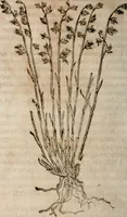 An illustration from Caspari Bavhini ... theatri botanici in qvo plantæ svpra sexcentæ ab ipso primum descriptæ cum plurimis figuris proponuntur (1671)