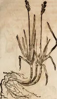 An illustration from Caspari Bavhini ... theatri botanici in qvo plantæ svpra sexcentæ ab ipso primum descriptæ cum plurimis figuris proponuntur (1671)