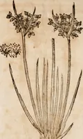 An illustration from Caspari Bavhini ... theatri botanici in qvo plantæ svpra sexcentæ ab ipso primum descriptæ cum plurimis figuris proponuntur (1671)