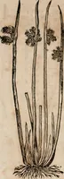 An illustration from Caspari Bavhini ... theatri botanici in qvo plantæ svpra sexcentæ ab ipso primum descriptæ cum plurimis figuris proponuntur (1671)