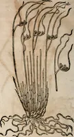 An illustration from Caspari Bavhini ... theatri botanici in qvo plantæ svpra sexcentæ ab ipso primum descriptæ cum plurimis figuris proponuntur (1671)