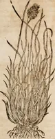 An illustration from Caspari Bavhini ... theatri botanici in qvo plantæ svpra sexcentæ ab ipso primum descriptæ cum plurimis figuris proponuntur (1671)