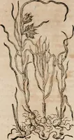 An illustration from Caspari Bavhini ... theatri botanici in qvo plantæ svpra sexcentæ ab ipso primum descriptæ cum plurimis figuris proponuntur (1671)