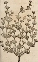 An illustration from Caspari Bavhini ... theatri botanici in qvo plantæ svpra sexcentæ ab ipso primum descriptæ cum plurimis figuris proponuntur (1671)