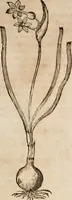 An illustration from Caspari Bavhini ... theatri botanici in qvo plantæ svpra sexcentæ ab ipso primum descriptæ cum plurimis figuris proponuntur (1671)