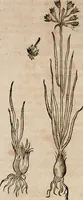An illustration from Caspari Bavhini ... theatri botanici in qvo plantæ svpra sexcentæ ab ipso primum descriptæ cum plurimis figuris proponuntur (1671)