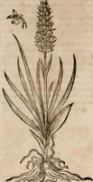 An illustration from Caspari Bavhini ... theatri botanici in qvo plantæ svpra sexcentæ ab ipso primum descriptæ cum plurimis figuris proponuntur (1671)