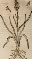 An illustration from Caspari Bavhini ... theatri botanici in qvo plantæ svpra sexcentæ ab ipso primum descriptæ cum plurimis figuris proponuntur (1671)