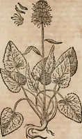 An illustration from Caspari Bavhini ... theatri botanici in qvo plantæ svpra sexcentæ ab ipso primum descriptæ cum plurimis figuris proponuntur (1671)