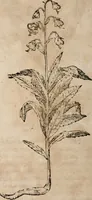 An illustration from Caspari Bavhini ... theatri botanici in qvo plantæ svpra sexcentæ ab ipso primum descriptæ cum plurimis figuris proponuntur (1671)