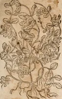 An illustration from Caspari Bavhini ... theatri botanici in qvo plantæ svpra sexcentæ ab ipso primum descriptæ cum plurimis figuris proponuntur (1671)