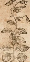 An illustration from Caspari Bavhini ... theatri botanici in qvo plantæ svpra sexcentæ ab ipso primum descriptæ cum plurimis figuris proponuntur (1671)