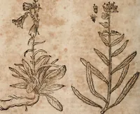 An illustration from Caspari Bavhini ... theatri botanici in qvo plantæ svpra sexcentæ ab ipso primum descriptæ cum plurimis figuris proponuntur (1671)
