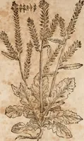 Picture 50 of 138 from Caspari Bavhini ... theatri botanici in qvo plantæ svpra sexcentæ ab ipso primum descriptæ cum plurimis figuris proponuntur (1671), leaf 46