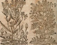 An illustration from Caspari Bavhini ... theatri botanici in qvo plantæ svpra sexcentæ ab ipso primum descriptæ cum plurimis figuris proponuntur (1671)