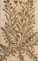 An illustration from Caspari Bavhini ... theatri botanici in qvo plantæ svpra sexcentæ ab ipso primum descriptæ cum plurimis figuris proponuntur (1671)