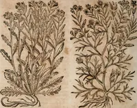 An illustration from Caspari Bavhini ... theatri botanici in qvo plantæ svpra sexcentæ ab ipso primum descriptæ cum plurimis figuris proponuntur (1671)
