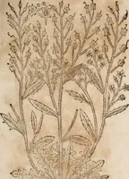 An illustration from Caspari Bavhini ... theatri botanici in qvo plantæ svpra sexcentæ ab ipso primum descriptæ cum plurimis figuris proponuntur (1671)