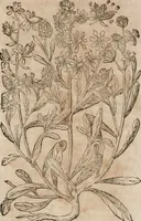 An illustration from Caspari Bavhini ... theatri botanici in qvo plantæ svpra sexcentæ ab ipso primum descriptæ cum plurimis figuris proponuntur (1671)