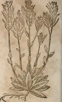 An illustration from Caspari Bavhini ... theatri botanici in qvo plantæ svpra sexcentæ ab ipso primum descriptæ cum plurimis figuris proponuntur (1671)