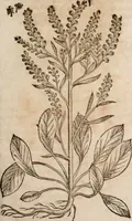 An illustration from Caspari Bavhini ... theatri botanici in qvo plantæ svpra sexcentæ ab ipso primum descriptæ cum plurimis figuris proponuntur (1671)