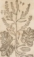An illustration from Caspari Bavhini ... theatri botanici in qvo plantæ svpra sexcentæ ab ipso primum descriptæ cum plurimis figuris proponuntur (1671)