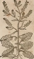 An illustration from Caspari Bavhini ... theatri botanici in qvo plantæ svpra sexcentæ ab ipso primum descriptæ cum plurimis figuris proponuntur (1671)