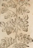 An illustration from Caspari Bavhini ... theatri botanici in qvo plantæ svpra sexcentæ ab ipso primum descriptæ cum plurimis figuris proponuntur (1671)