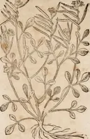 An illustration from Caspari Bavhini ... theatri botanici in qvo plantæ svpra sexcentæ ab ipso primum descriptæ cum plurimis figuris proponuntur (1671)