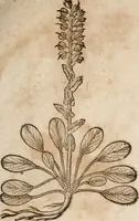 An illustration from Caspari Bavhini ... theatri botanici in qvo plantæ svpra sexcentæ ab ipso primum descriptæ cum plurimis figuris proponuntur (1671)