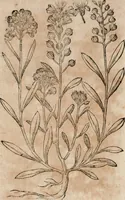 Picture 63 of 138 from Caspari Bavhini ... theatri botanici in qvo plantæ svpra sexcentæ ab ipso primum descriptæ cum plurimis figuris proponuntur (1671), leaf 57