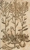 An illustration from Caspari Bavhini ... theatri botanici in qvo plantæ svpra sexcentæ ab ipso primum descriptæ cum plurimis figuris proponuntur (1671)