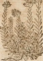 An illustration from Caspari Bavhini ... theatri botanici in qvo plantæ svpra sexcentæ ab ipso primum descriptæ cum plurimis figuris proponuntur (1671)