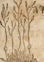 An illustration from Caspari Bavhini ... theatri botanici in qvo plantæ svpra sexcentæ ab ipso primum descriptæ cum plurimis figuris proponuntur (1671)