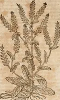 An illustration from Caspari Bavhini ... theatri botanici in qvo plantæ svpra sexcentæ ab ipso primum descriptæ cum plurimis figuris proponuntur (1671)