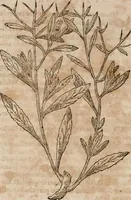 An illustration from Caspari Bavhini ... theatri botanici in qvo plantæ svpra sexcentæ ab ipso primum descriptæ cum plurimis figuris proponuntur (1671)