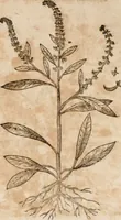 An illustration from Caspari Bavhini ... theatri botanici in qvo plantæ svpra sexcentæ ab ipso primum descriptæ cum plurimis figuris proponuntur (1671)